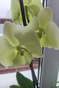 Орхідея зелений бігліп