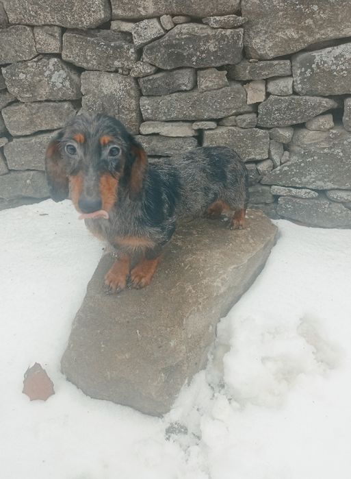 Шикарний кролячий мраморний таксик.