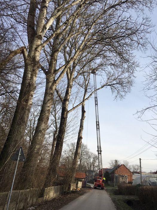 DACHY Wycinka drzew zwyżka 32 m podnośnik koszowy rębak koparka