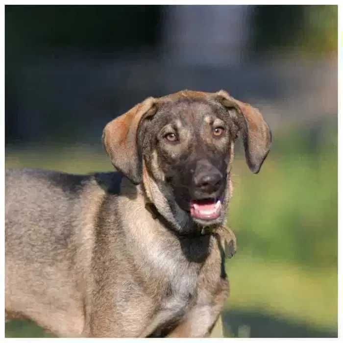 Пес, щенок ищет дом