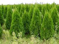 Tuja Szmaragd PREMIUM 180 200 cm  Brabant Świerk - Nasielsk