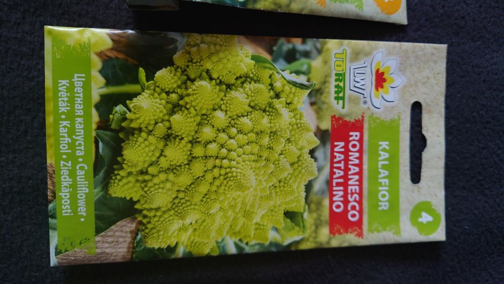 nasiona kalafior romanesco natalino