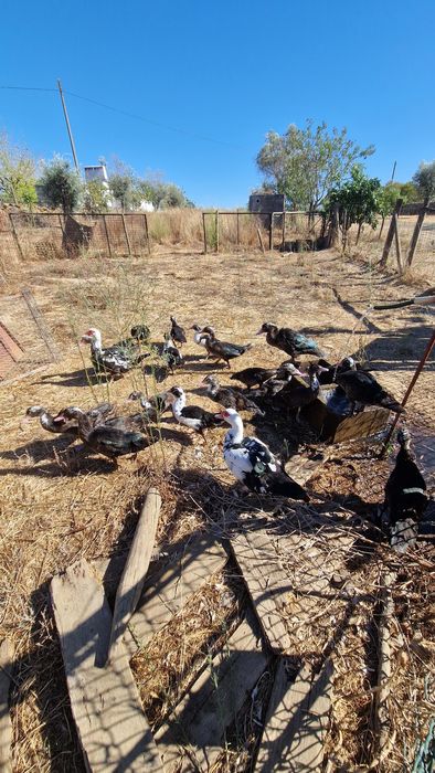 Patos mudos para venda