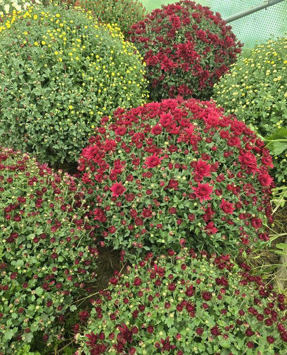 Chryzantemy piękne, okazałe kule