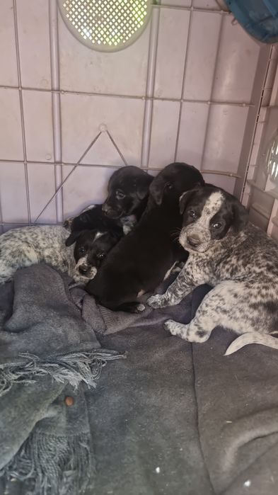 Cachorros para adoção
