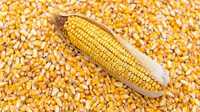 Кукуруза кукурудза пшеница