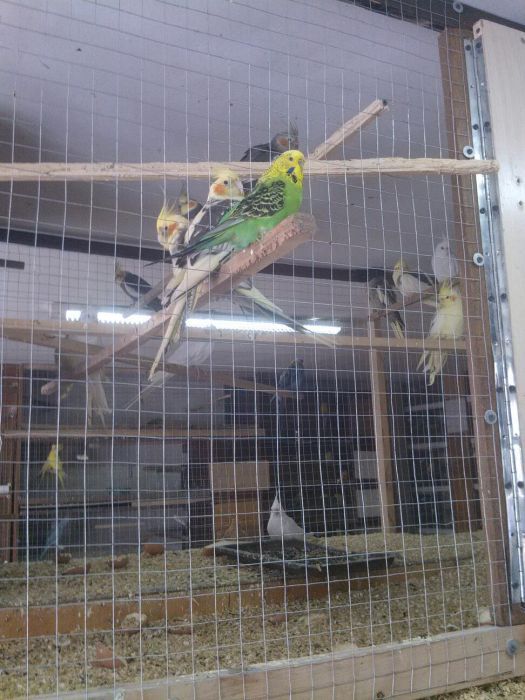 Папуги молодняк та робочі пари 25 видів