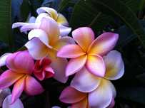 Plumeria rubra / Frangipani ou Jasmin Manga.