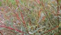 P11 Wierzba purpurowa Salix purpurea HURT DETAL Dostawa