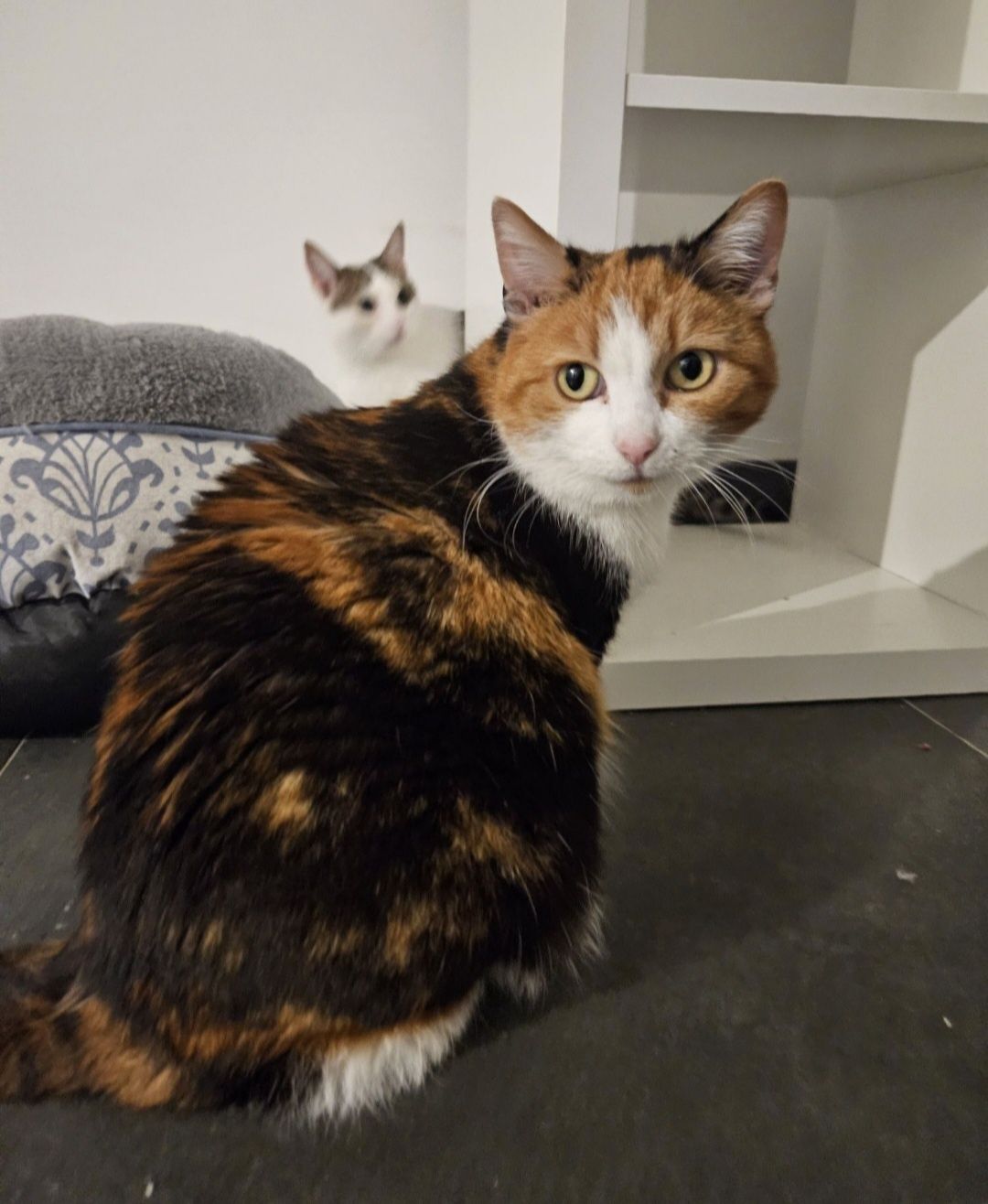Helcia kot Kotka do adopcji około 3 lata