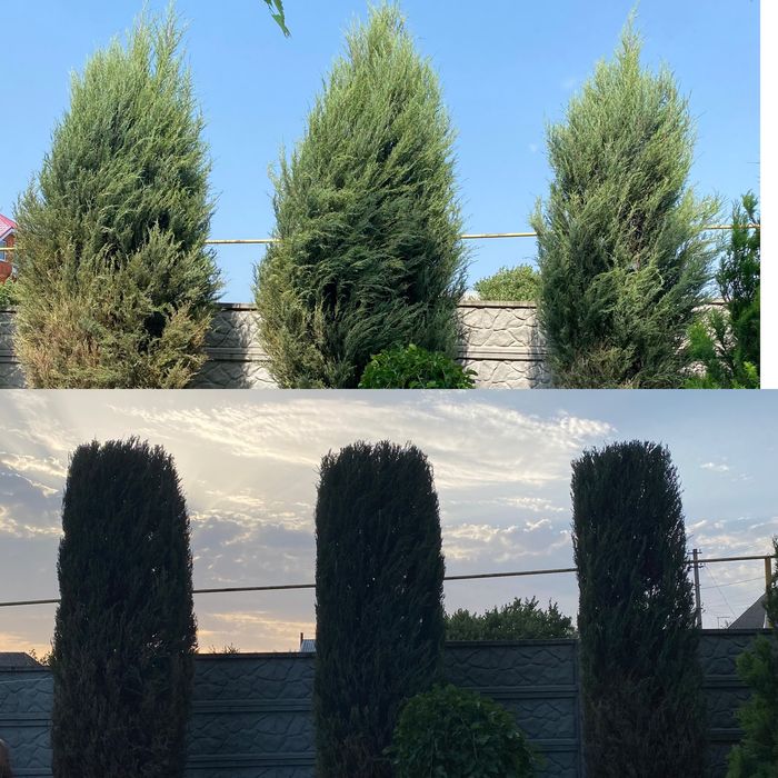 Посадка/Пересадка растений,Услги садовника,Подготовка участков к зиме