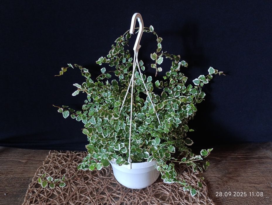 Фікус Pumila,, white Sunny ,,