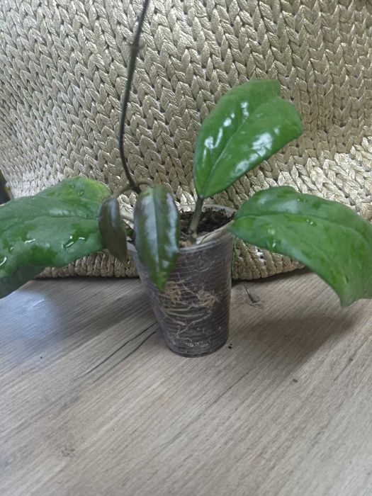 Хойя hoya H.Seed Lek 006