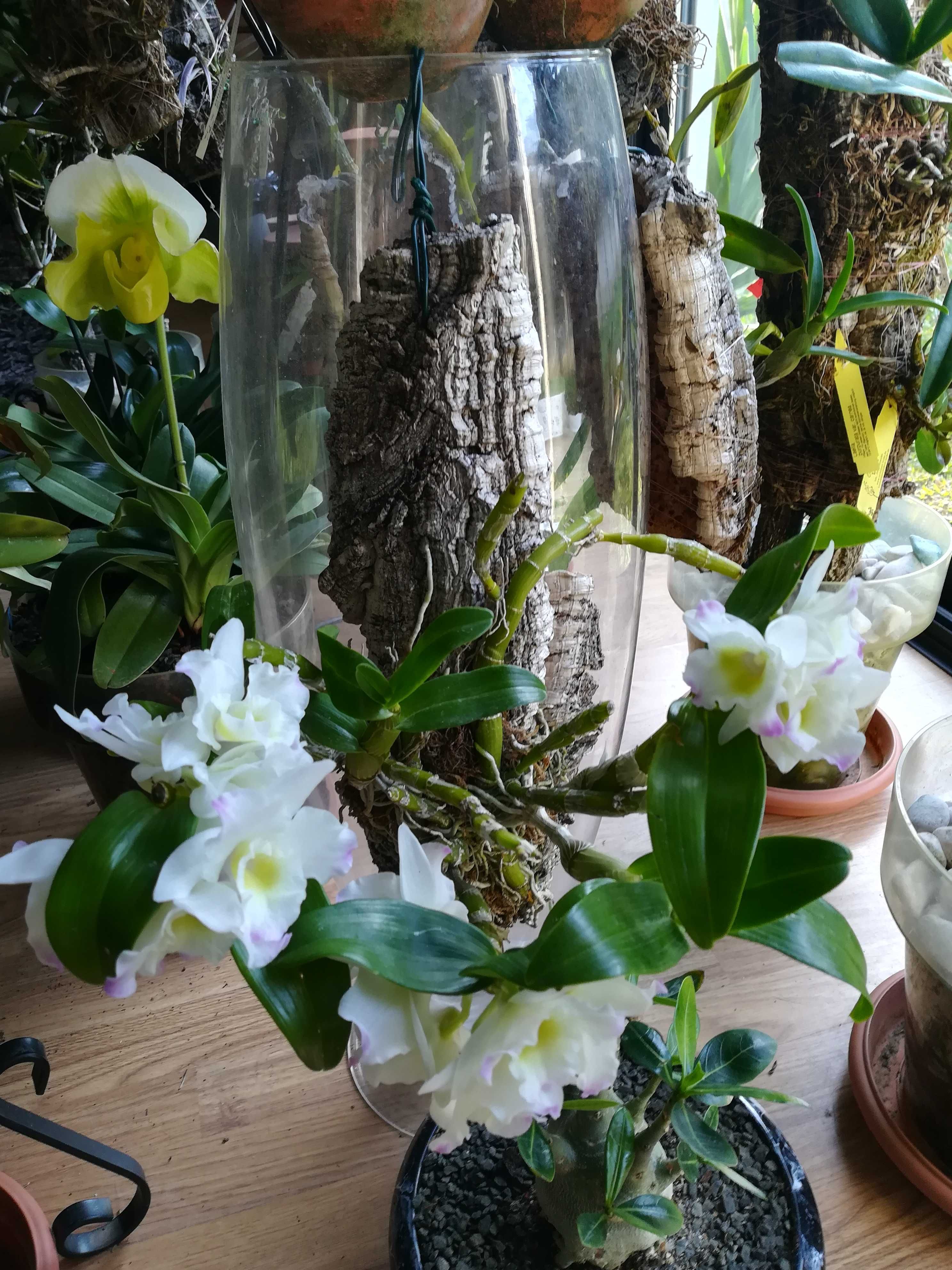Linda orquídea dendrobium