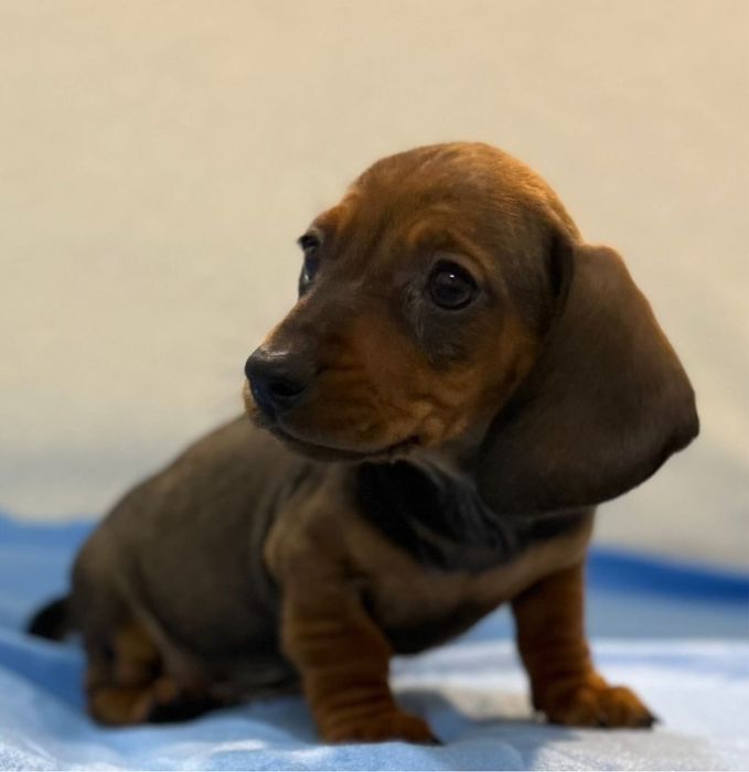 Teckel menino miniatura