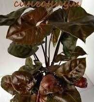 Сингоніум красивий