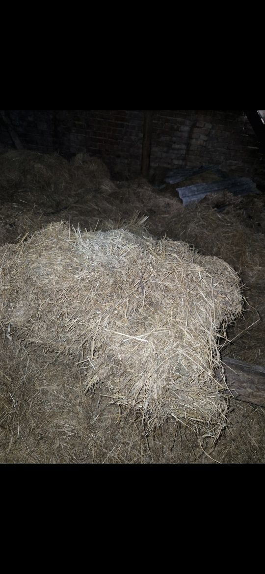 Siano luzem, pojedyncze kostki