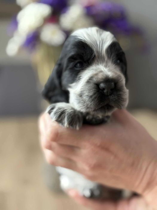 Sunia blue roan cocker spaniel angielski