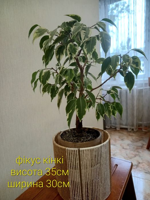 Два фікуси  Кінкі варіегатний і Данієль зел. дорослі,самовивіз Київ