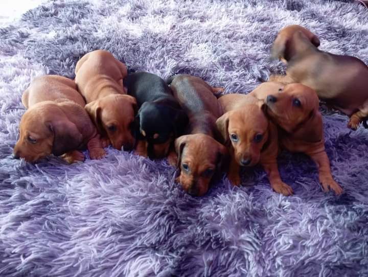 Цуценята такси гладкошерсної