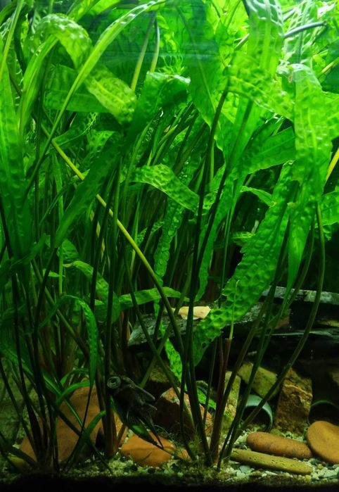 Kryptokoryna karbowana duża Warszawa Okazja!!!