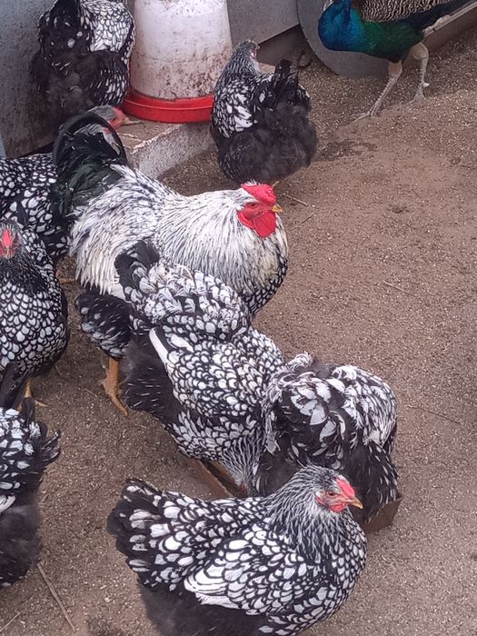 Jaja lęgowe wandotty olbrzymiej