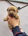 Amstaff, American Staffordshire Terrier suczka