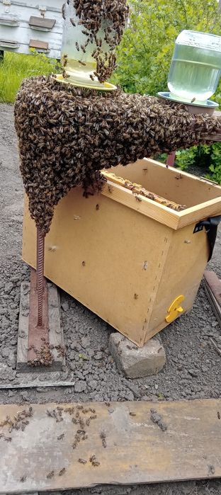 Продабться бджоли "Карпатка"