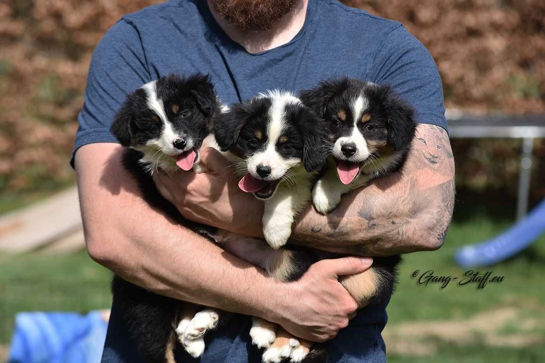 MAS. Miniaturowy Owczarek Amerykański, MINI Aussie suczka ZKwP/FCI