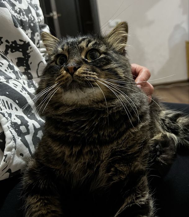 Кіт шукає кицю. Злучка котів