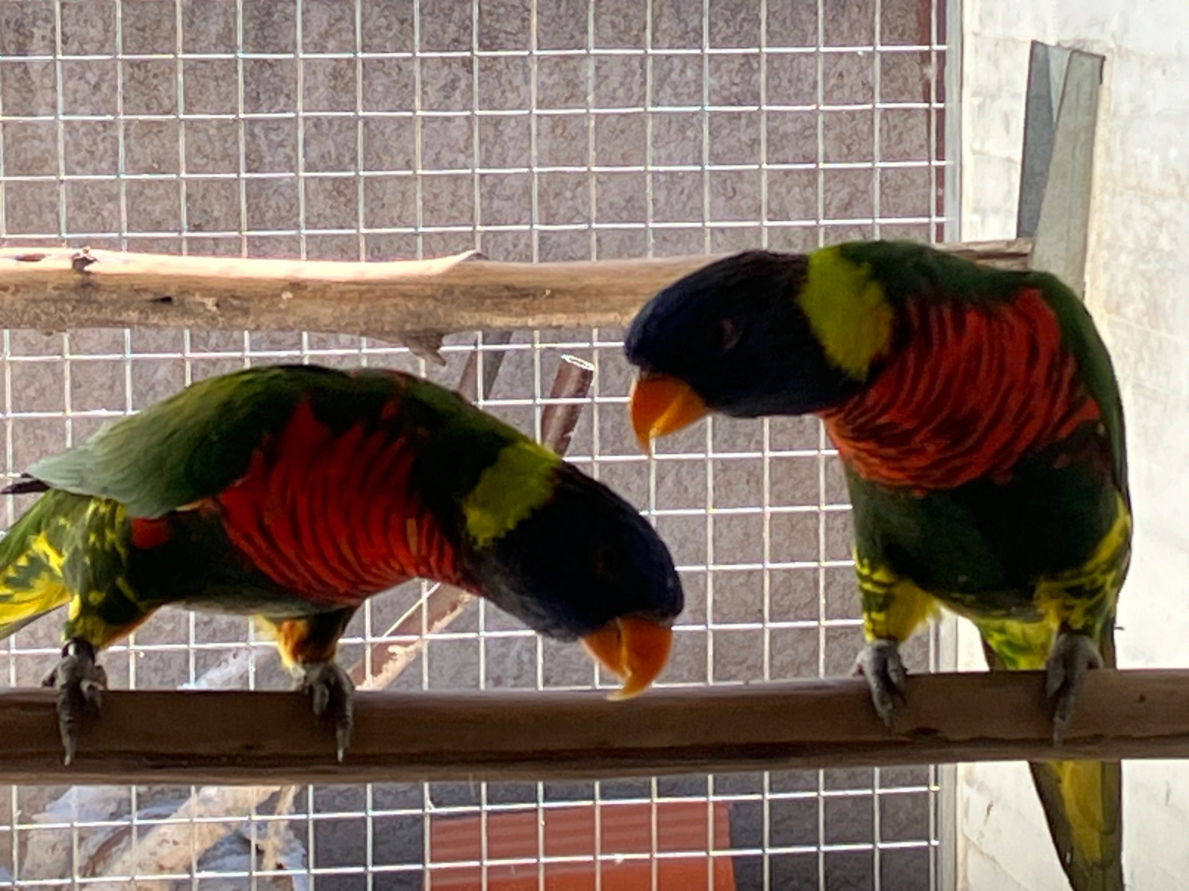 Aves para sair redução plantel. Possivel troca