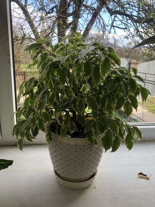 Фікус Кінке красивий фікус