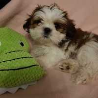 Śliczna dziewczynka Balbinka Shih 
tzu  gotowa do odbioru