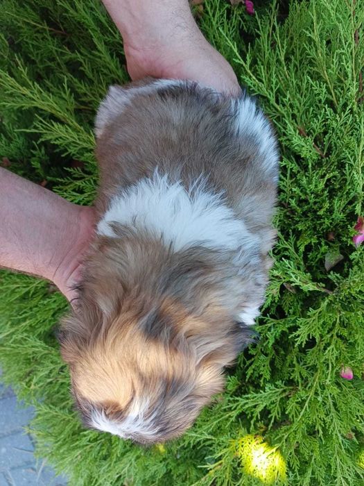 Shihtzu szczeniak