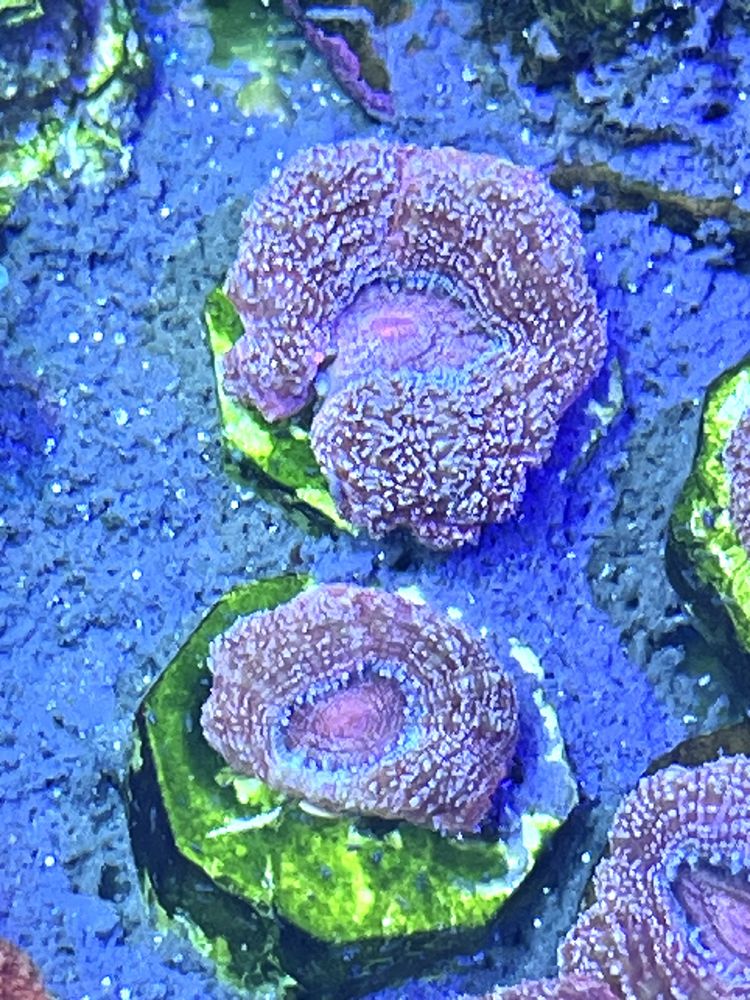 82 Acanahstrea Bowerbanki Nugget Koral LPS Akwarium Morskie