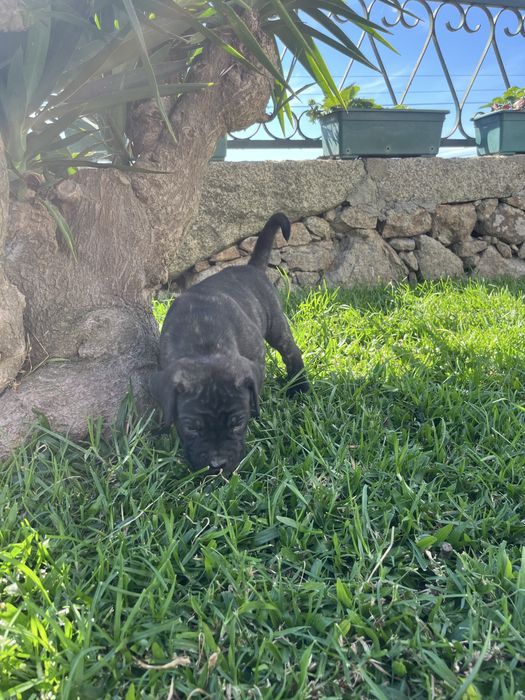 Cane corso italiano fêmea