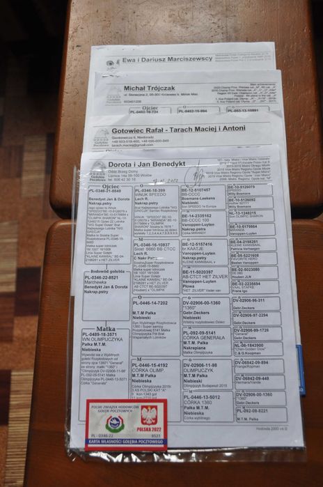 Sprzedam gołębie pocztowe z dobrym pochodzeniem