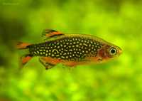 Rasbora Galaxy..