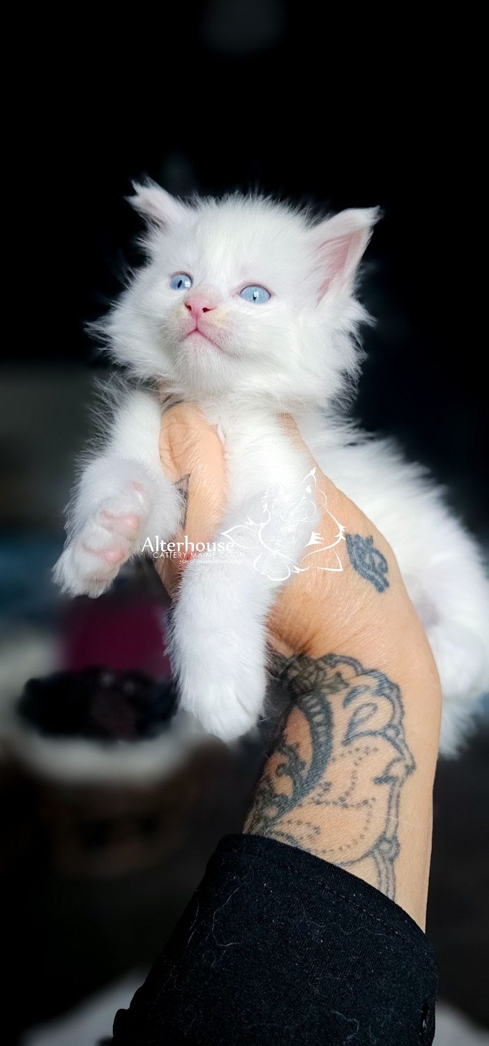 Biała niebieskie oczy kotka Maine Coon rodowód Felis Polonia
