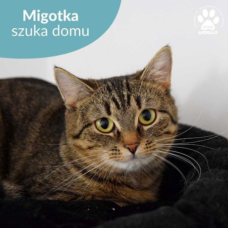 Drobniutka kotka do adopcji! Poznajcie Migotkę!