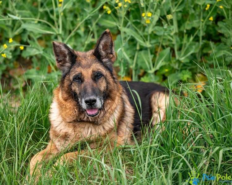 Sonetka - starsza, miła suczka w typie rasy owczarek niemiecki