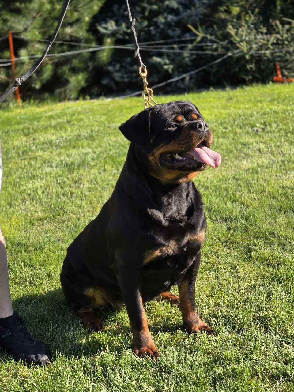 Rottweiler, szczeniak, piesek, ZKwP