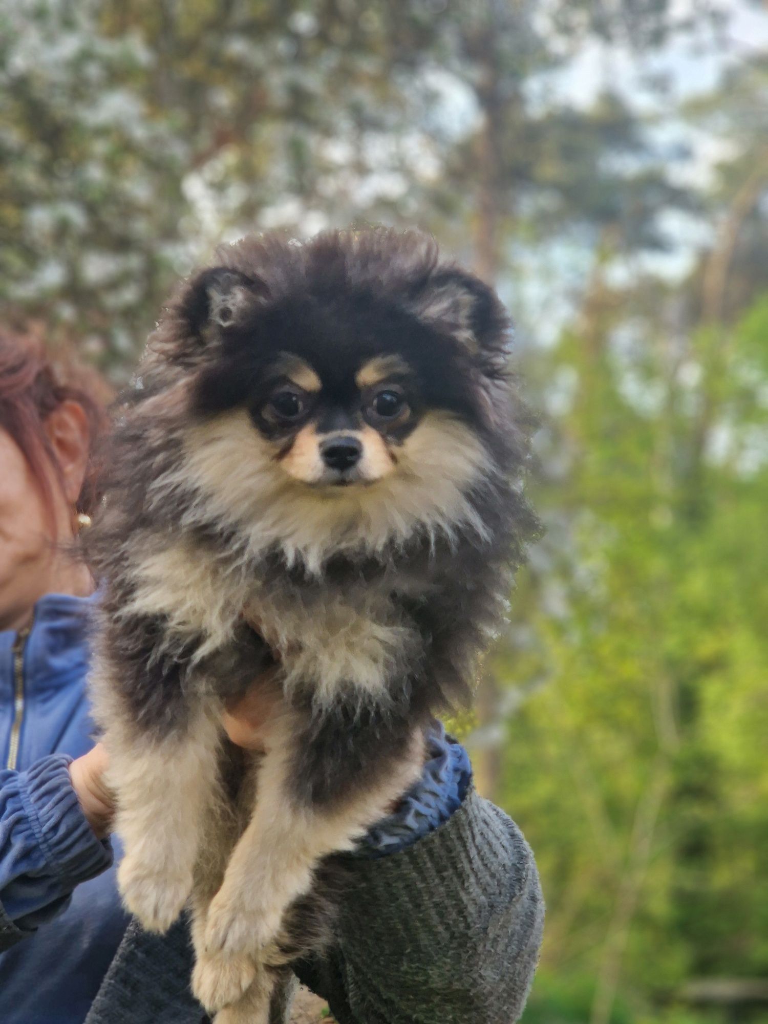 pomeranian cudowna maleńka księżniczka