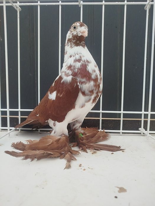 Sprzedam Widyna czerwonego