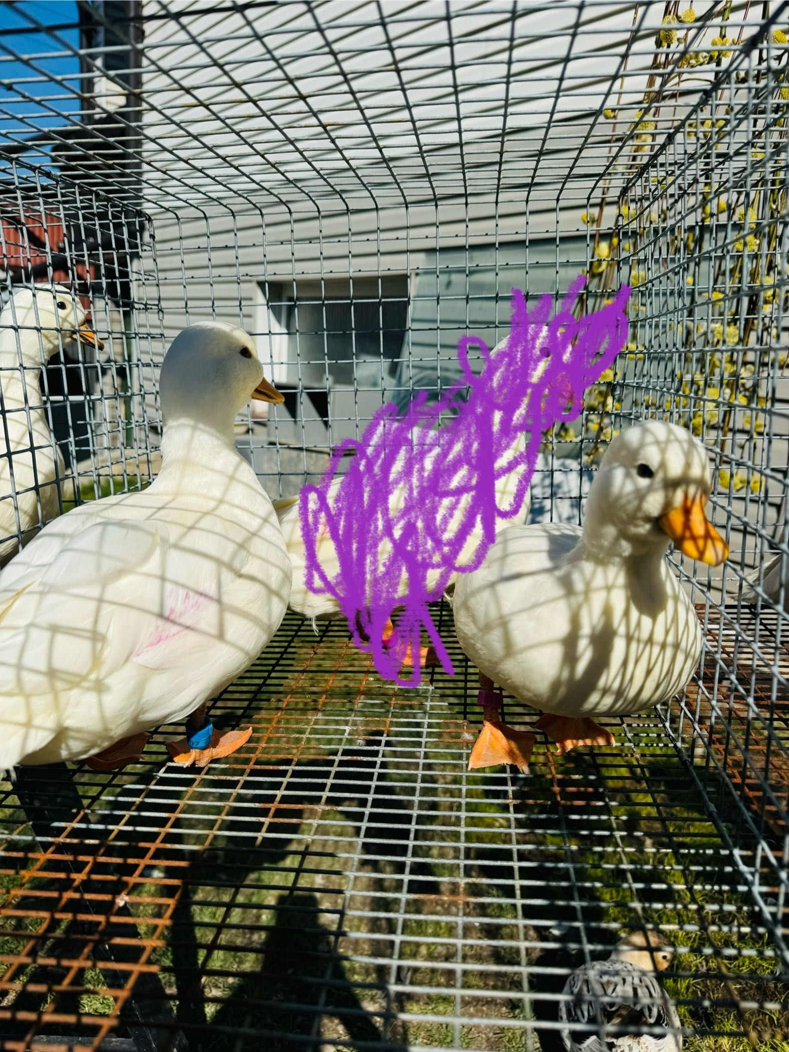 Call duck śnieżno białe para
