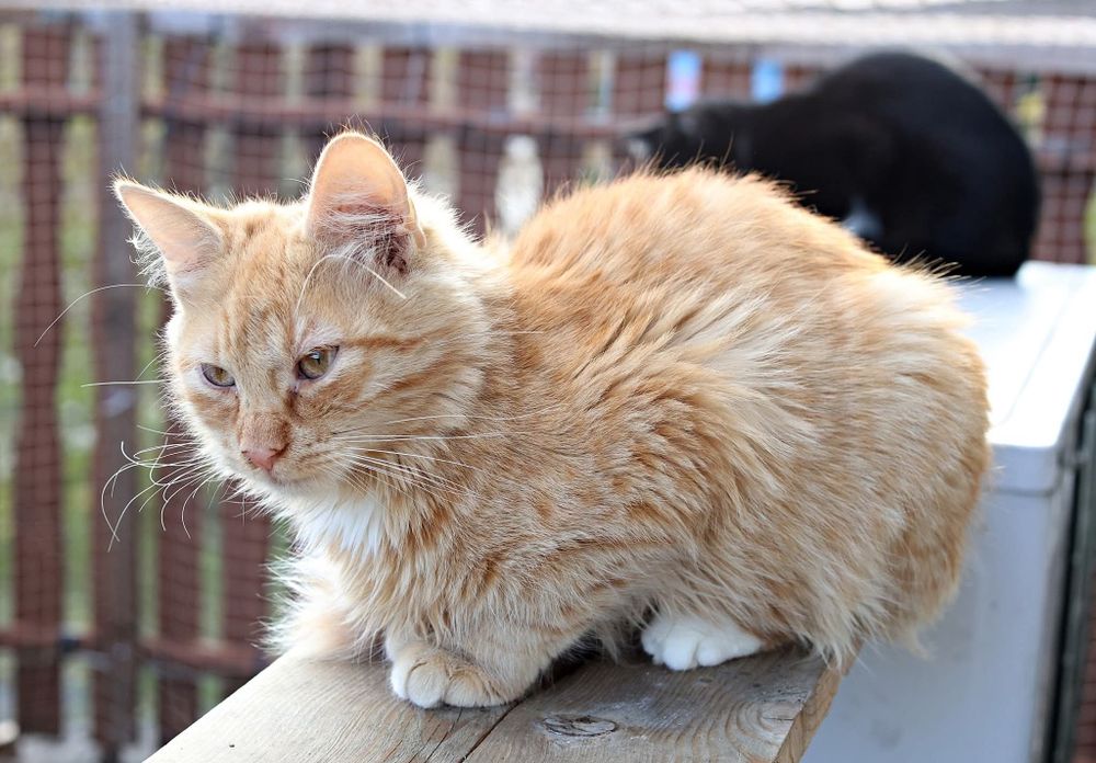 Cudni są i szukają wspópnego domu.