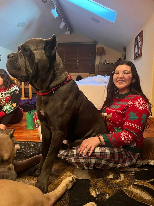 Cane Corso, сіра красуня
