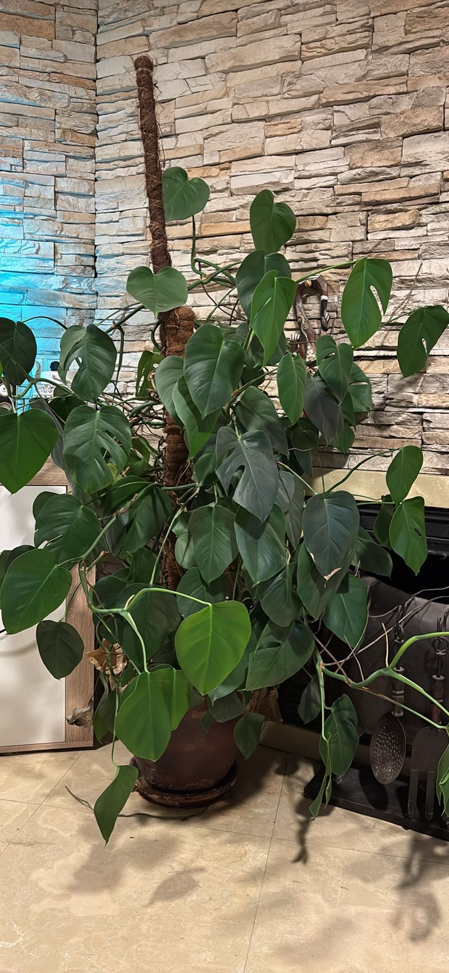 5 Plantas + vasos
