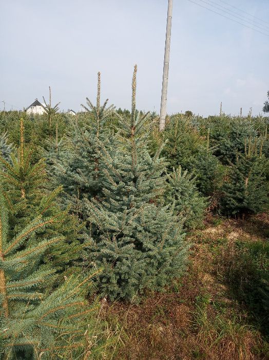 Świerk srebrny, jodła kaukaska, kalifornijska,tuje 3m, sadzimy,CHOINKI