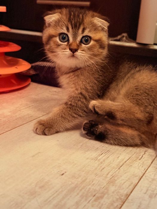 Шотландські Кошенята золотої шиншили